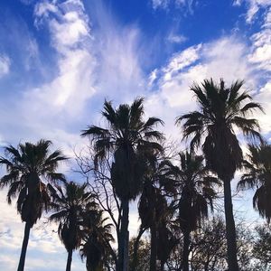 Low angle view of palm trees against sky