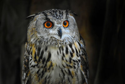 Close-up portrait of owl