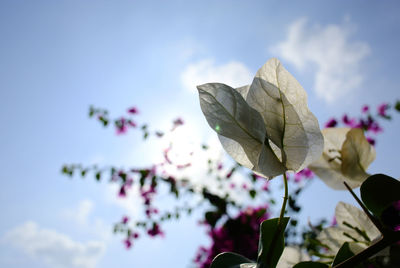 Close-up of pink flowering plant against sky