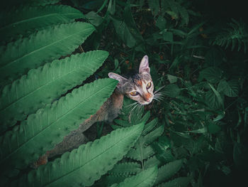 High angle view of a green plant