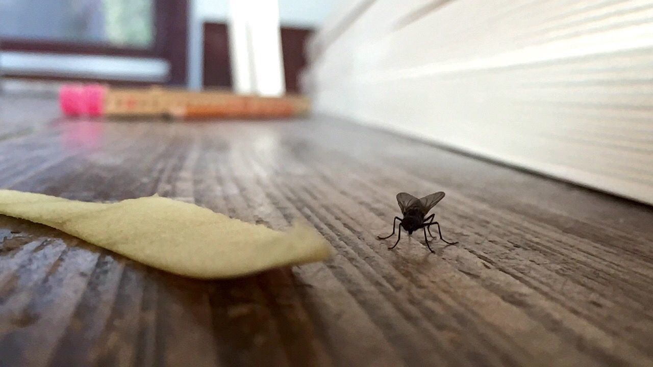 animal themes, one animal, wood - material, selective focus, wooden, indoors, plank, table, insect, pets, wildlife, wood, high angle view, animals in the wild, full length, domestic animals, no people, close-up, hardwood floor, flooring