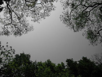 Low angle view of trees against clear sky