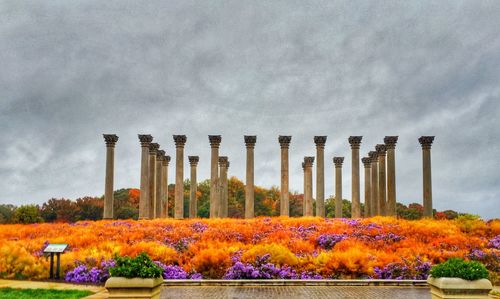 Multi colored flowers against sky