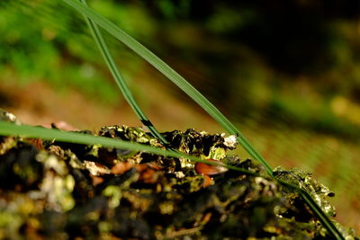 Close-up of plant