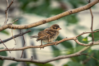 Bird perching on branch