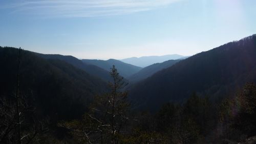 Scenic view of forest against sky