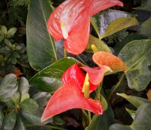 Close-up of red flower