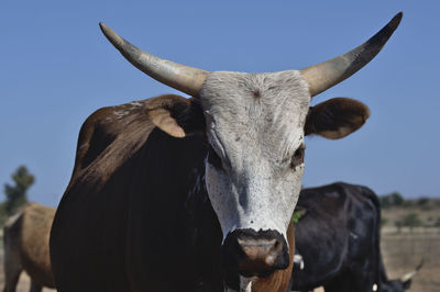 Close-up of cow