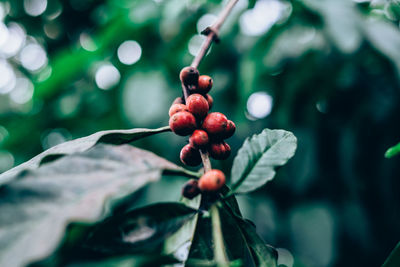 Close-up of cherries on tree