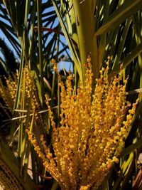 Close-up of yellow cactus plant