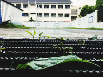 Close-up of plants growing outside building