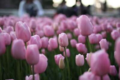 Close-up of pink tulips