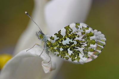Close-up of white flowering plant