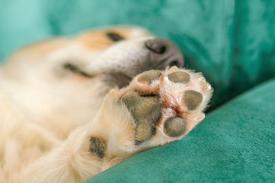 pet