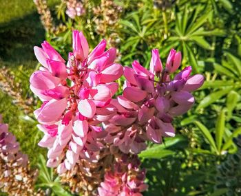 Close-up of pink flowers