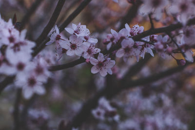 Close-up of cherry blossoms in spring