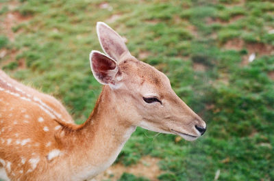 Side view of deer on land