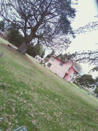 Houses on grassy field