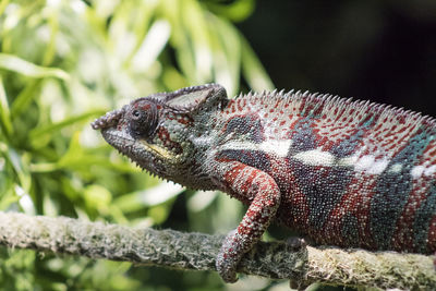 Close-up of a chameleon