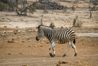View of zebras running on landscape