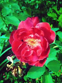 Close-up of red flower