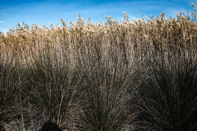 High angle view of stalks in field against sky