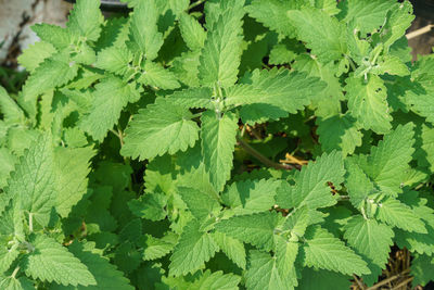 High angle view of leaves growing on plant at field