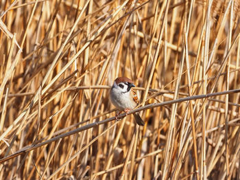 Close-up of bird perching on branch