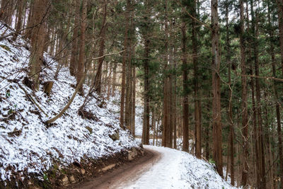 Yumichi walkway is a small walkway surrounded by tree leading to jigokudani snow monkey park, japan.