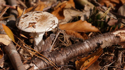 Close-up of mushroom growing on field