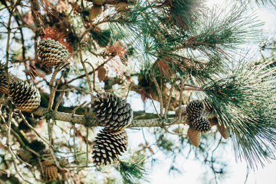 Low angle view of birds on tree