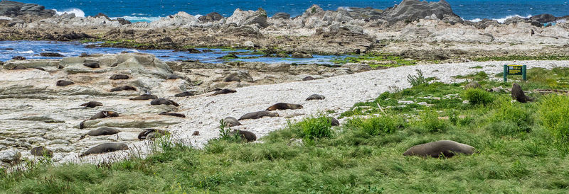 Flock of sheep grazing on field