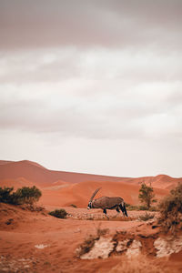 Scenic view of desert against sky