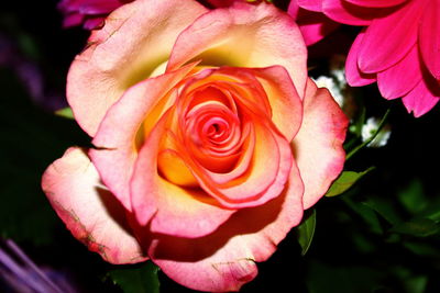 Close-up of pink rose blooming outdoors