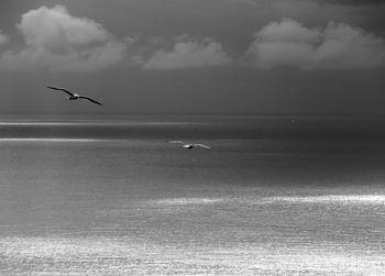 Seagulls flying over sea against sky