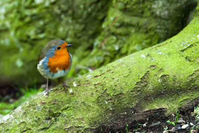 Close-up of bird perching on tree