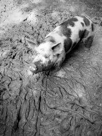 Dog sleeping
