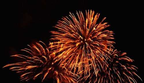 Low angle view of firework display at night