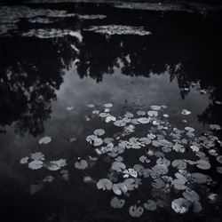 Close-up of flowers floating on lake