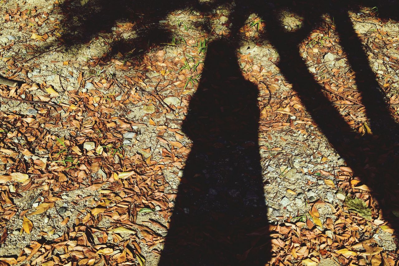 shadow, focus on shadow, sunlight, high angle view, tree, silhouette, nature, growth, leaf, unrecognizable person, outdoors, tranquility, day, tree trunk, branch, lifestyles, autumn, standing