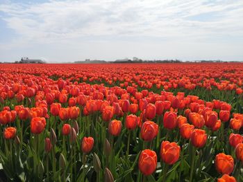 Red tulips in field