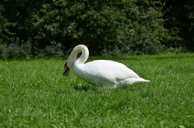 White swan on grass
