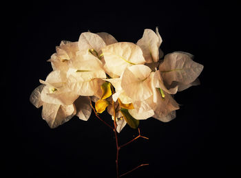 Close-up of flowers against black background