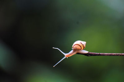 Love of snail