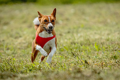 Basenji dog in red shirt running and chasing lure in the field on coursing competition