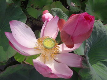 Close-up of pink flower blooming outdoors