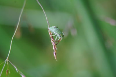 Close-up of insect on plant