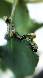 Close-up of insect on leaf