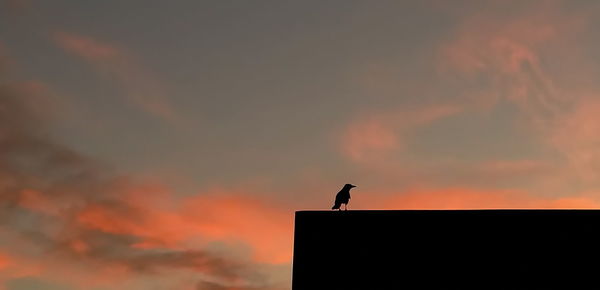Low angle view of silhouette birds in sky