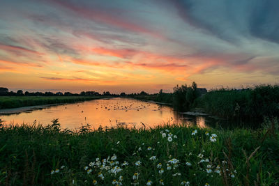 Colorful sunset over a lake in holland with daisy flowers